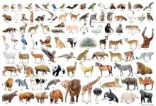 (Made in Japan) Beverly 300-piece Jigsaw Puzzle Animal Collection (26 x 38 cm) 300-210